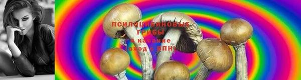 сатива Бронницы